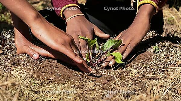 Close up of African child hands planting vegetables in soil [IBR123723385]