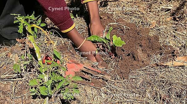 Close up of African child hands planting vegetables in soil [IBR123723387]