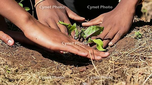 Close up of African child hands planting vegetables in soil [IBR123723388]