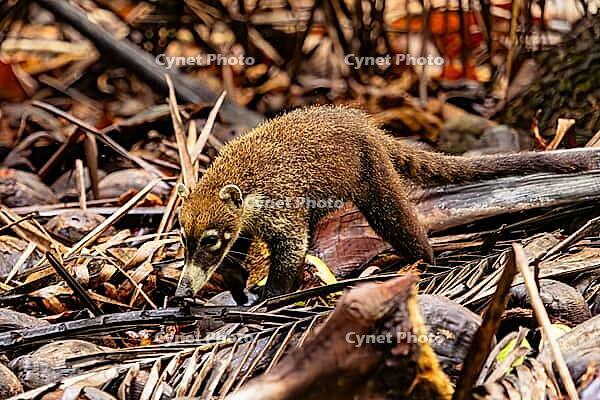 White-Nosed Coati (Nasua narica), Curu Wildlife Refuge, Costa Rica [IBR123754875]