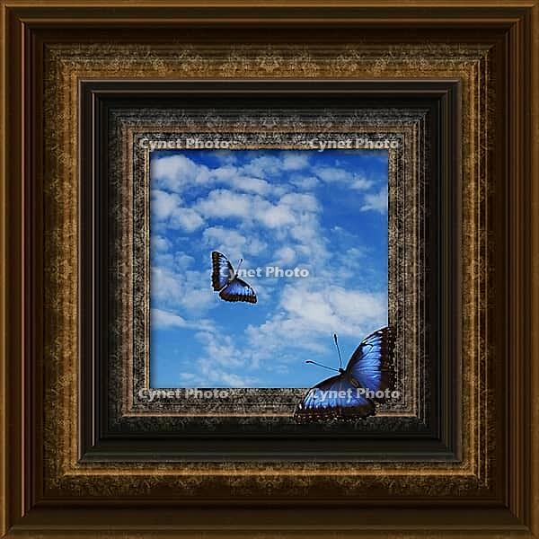Butterflies flying around a picture frame[IBR123760779]の写真・イラスト・動画｜サイネットフォト