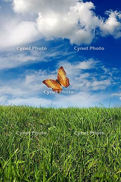 A butterfly soars above lush green grass under a vibrant blue sky with scattered clouds [IBR123760805]