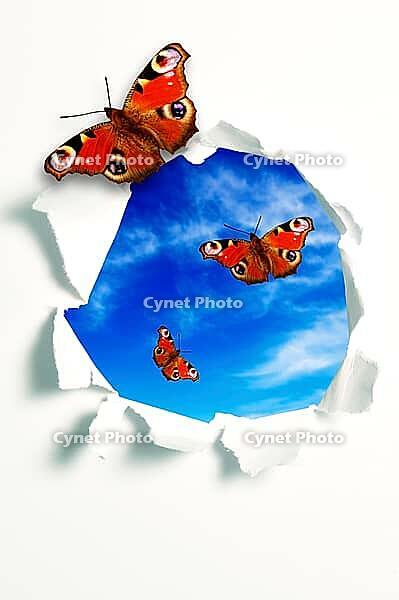 Butterflies flying out of a hole in a white teared paper [IBR123760806]