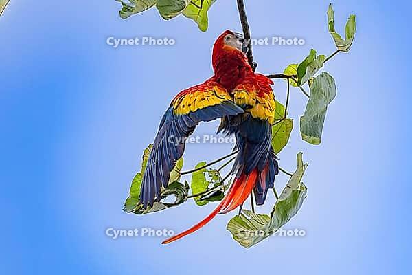 Scarlet Macaw (Ara macao), near Manuel Antonio National Park, Costa Rica [IBR123760809]