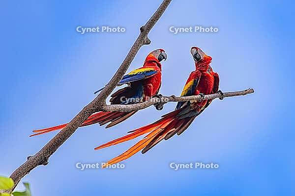 Scarlet Macaw (Ara macao), near Manuel Antonio National Park, Costa Rica [IBR123760810]