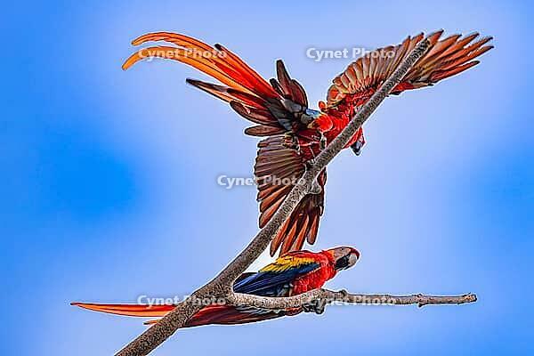 Scarlet Macaw (Ara macao), near Manuel Antonio National Park, Costa Rica [IBR123760811]