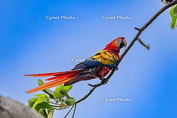 Scarlet Macaw (Ara macao), near Manuel Antonio National Park, Costa Rica [IBR123760812]