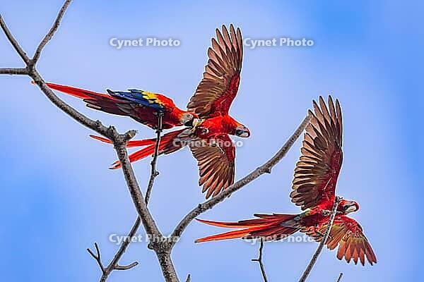 Scarlet Macaw (Ara macao), near Manuel Antonio National Park, Costa Rica [IBR123760813]