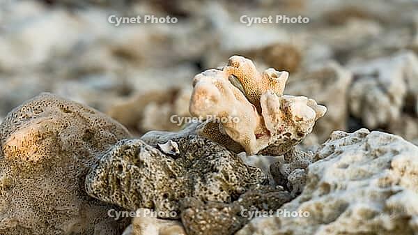 Close-up of coral on barren seabed, rough and natural, Shoni Bay, Egypt [IBR123769625]