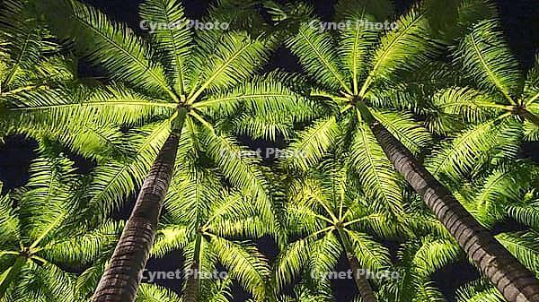 View of illuminated palm trees from below at night, Singapore, Singapore [IBR123769652]