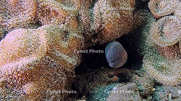 A Yellow-edged moray (Gymnothrax flavimarginatus) hides in an anemone between corals and rock formations, Tulamben, Bali, Indonesia [IBR123769662]