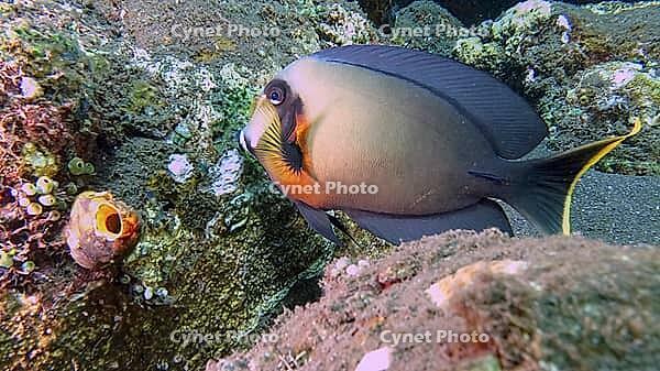 A chocolate surgeonfish (Acanthurus pyroferus) swims near an overgrown rock face in a colourful underwater world, Tulamben, Bali, Indonesia [IBR123769663]