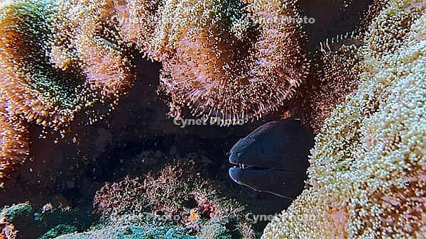 A Yellow-edged moray (Gymnothrax flavimarginatus) hides among corals and anemones in an underwater scenario, Tulamben, Bali, Indonesia [IBR123769664]