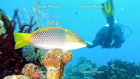 A colourful fish, checkerboard squid (Halichoeres hortulanus) swims near a diver in a coral reef in clear blue water, Tulamben, Bali, Indonesia [IBR123769666]