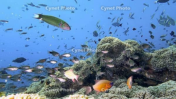 A school of fish Black-banded cardinalfish (Ostorhinchus aureus) surrounds a coral reef in clear blue water, Tulamben, Bali, Indonesia [IBR123769668]
