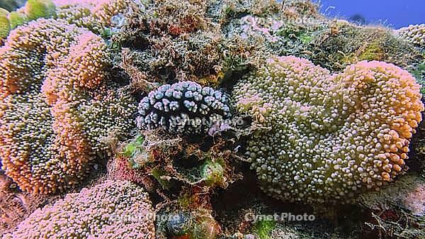 A pustular warty snail (Phyllidiella pustulosa) among corals, Tulamben, Bali, Indonesia [IBR123769669]