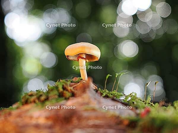 Fungus Gifthäubling (Galerina marginata), blurred background, North Rhine-Westphalia, Germany [IBR123769672]
