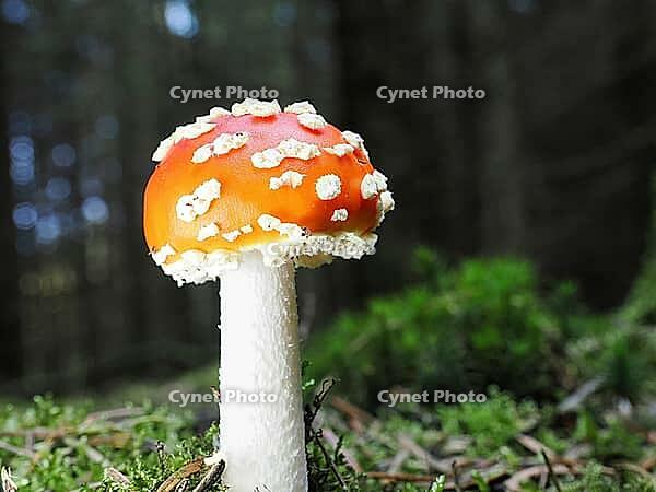 Small red fly agaric (Amanita muscaria), blurred background, North Rhine-Westphalia, Germany [IBR123769673]