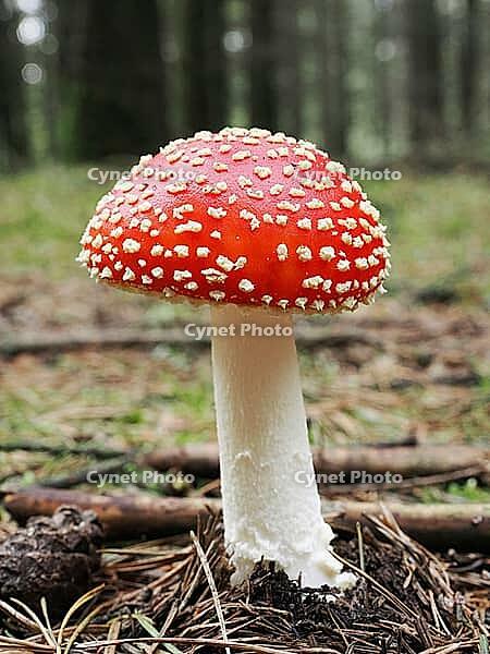 Red fly agaric (Amanita muscaria), blurred background, North Rhine-Westphalia, Germany [IBR123769674]