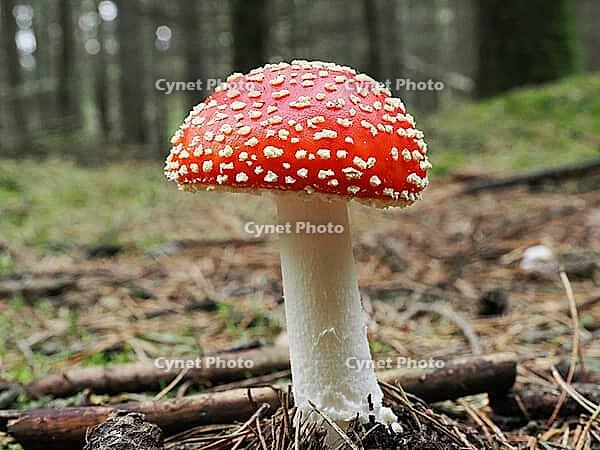 Red fly agaric (Amanita muscaria), blurred background, North Rhine-Westphalia, Germany [IBR123769675]