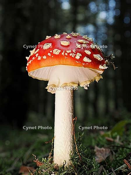 Red fly agaric (Amanita muscaria), blurred background, North Rhine-Westphalia, Germany [IBR123769676]
