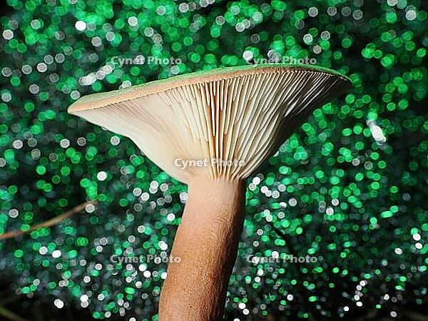 Mushroom Lactarius rufus (Lactarius rufus, blurred coloured background, North Rhine-Westphalia, Germany [IBR123769678]