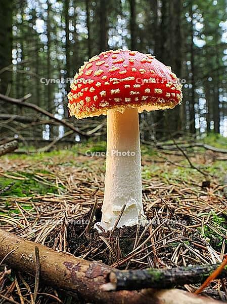 Red fly agaric (Amanita muscaria), blurred background, North Rhine-Westphalia, Germany [IBR123769679]