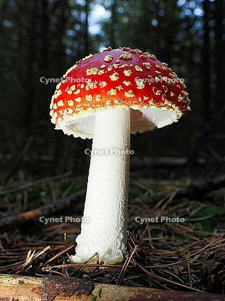 Red fly agaric (Amanita muscaria), blurred background, North Rhine-Westphalia, Germany [IBR123769680]