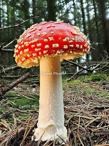 Red fly agaric (Amanita muscaria), blurred background, North Rhine-Westphalia, Germany [IBR123769681]
