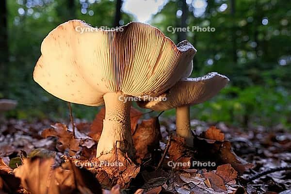 Mushroom pearl mushroom (Amanita rubescens), blurred background, North Rhine-Westphalia, Germany [IBR123769682]