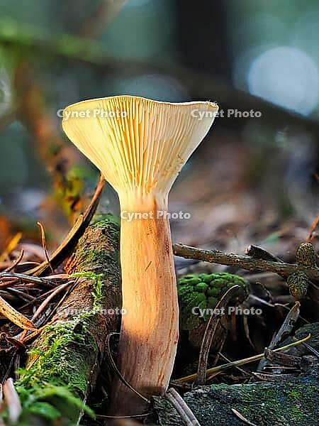 Mushroom Lactarius rufus (Lactarius rufus, blurred background, North Rhine-Westphalia, Germany [IBR123769685]
