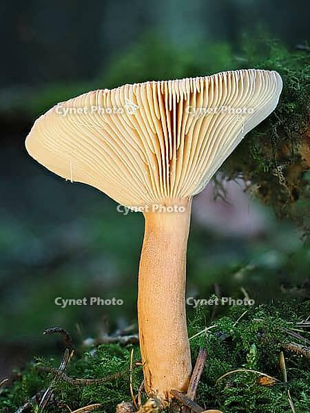 Mushroom Lactarius rufus (Lactarius rufus, blurred background, North Rhine-Westphalia, Germany [IBR123769686]