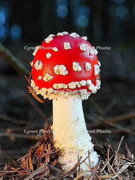 Small red fly agaric (Amanita muscaria), blurred background, North Rhine-Westphalia, Germany [IBR123769687]