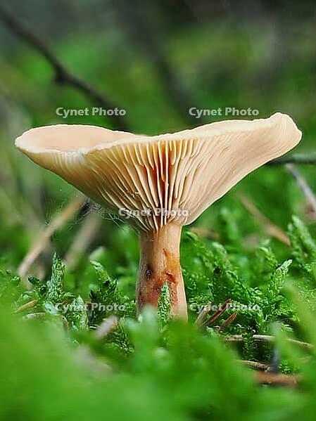 Mushroom Lactarius rufus (Lactarius rufus, blurred background, North Rhine-Westphalia, Germany [IBR123769688]
