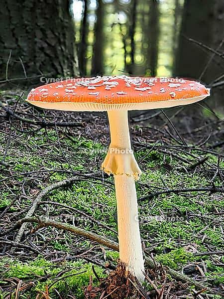 Red fly agaric (Amanita muscaria), blurred background, North Rhine-Westphalia, Germany [IBR123769690]