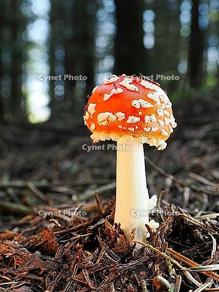 Small red fly agaric (Amanita muscaria), blurred background, North Rhine-Westphalia, Germany [IBR123769691]