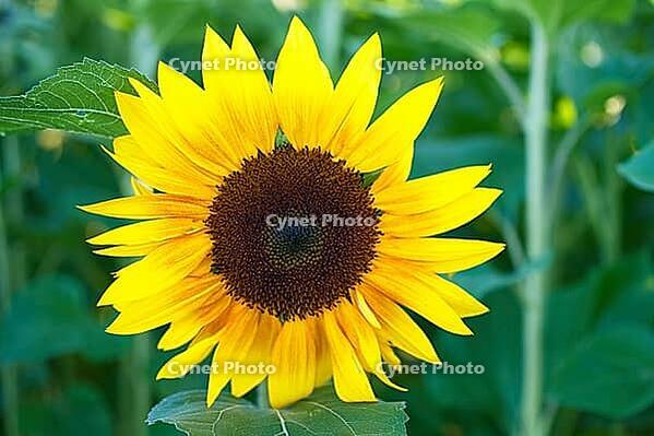 Sunflower (Helianthus annuus), blurred background, North Rhine-Westphalia, Germany [IBR123769704]