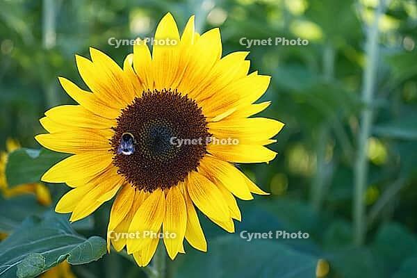 Sunflower (Helianthus annuus), blurred background, North Rhine-Westphalia, Germany [IBR123769705]