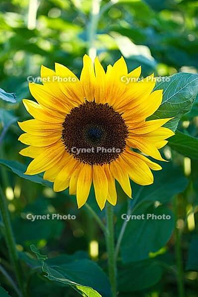 Sunflower (Helianthus annuus), blurred background, North Rhine-Westphalia, Germany [IBR123769706]