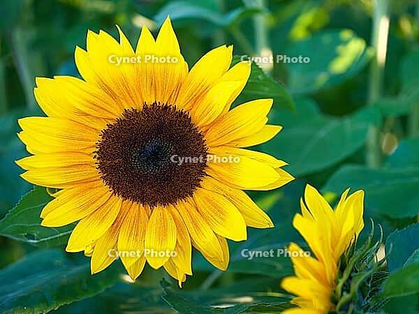 Sunflower (Helianthus annuus), blurred background, North Rhine-Westphalia, Germany [IBR123769707]