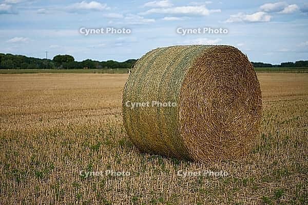 Straw bales on a stubble field in summer, North Rhine-Westphalia, Germany [IBR123769711]