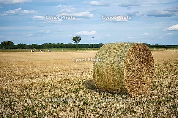 Straw bales on a stubble field in summer, North Rhine-Westphalia, Germany [IBR123769712]