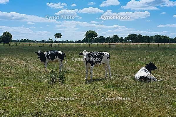 Cows (Bos taurus) on a pasture, North Rhine-Westphalia, Germany [IBR123769713]