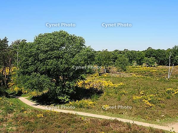 Heathland in the De Meinweg National Park, Maas-Schwalm-Nette nature park Park, Limburg Province, Netherlands [IBR123769714]