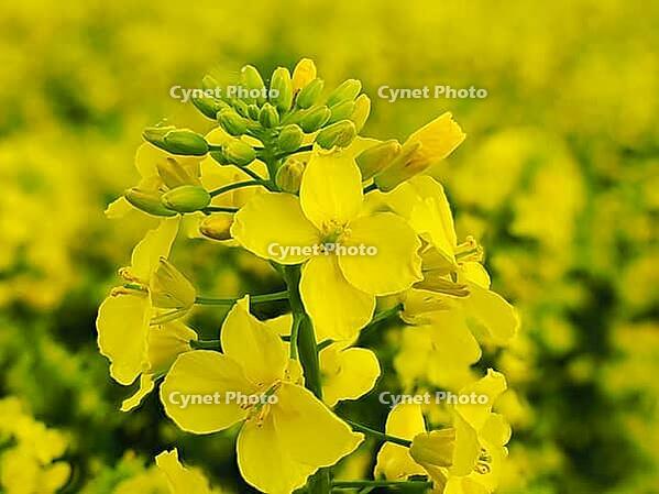 Rape blossom in spring, blurred background, Lower Rhine, North Rhine-Westphalia, Germany [IBR123769718]