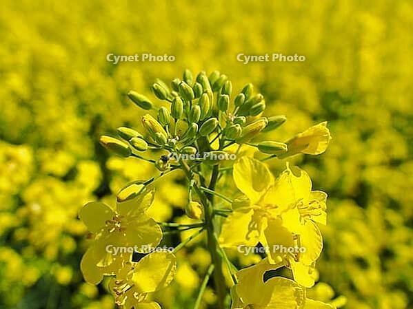 Rape blossom in spring, blurred background, Lower Rhine, North Rhine-Westphalia, Germany [IBR123769719]