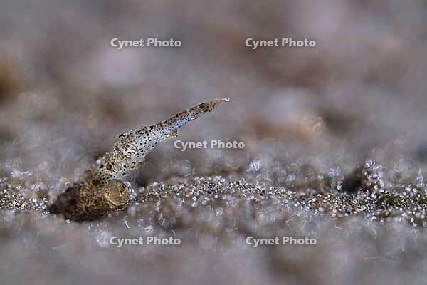 North Sea prawns (Crangon crangon), Wadden Sea National Park, Schleswig Holstein, Germany [IBR123773518]