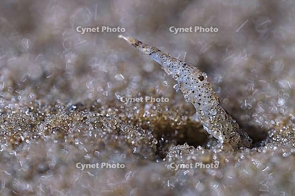 North Sea prawns (Crangon crangon), Wadden Sea National Park, Schleswig Holstein, Germany [IBR123773519]