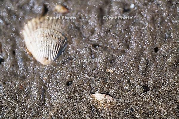 Small shore crab (Carcinus maenas), Wadden Sea National Park, Schleswig Holstein, Germany [IBR123773520]
