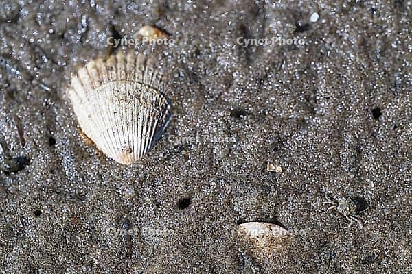 Small shore crab (Carcinus maenas), Wadden Sea National Park, Schleswig Holstein, Germany [IBR123773521]